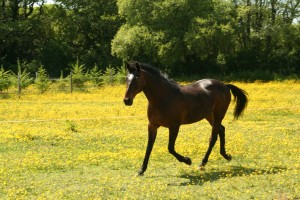 Horses in some of the fields surrounding you hotel room