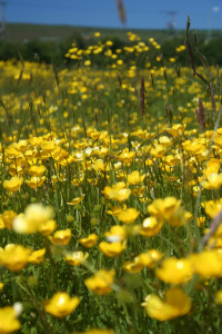 Flower Meadows in the Spring and summer