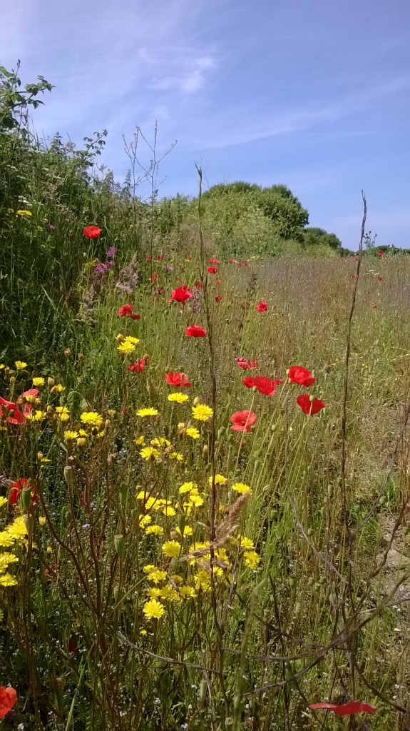 poppies along Sandy Lane Braunton near the lodges