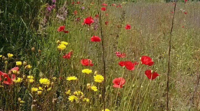 poppies along Sandy Lane Braunton near the lodges