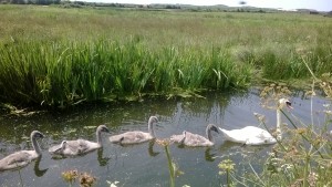 Swans on BrauntonMarshes