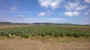 Braunton Great Field a medieval field system