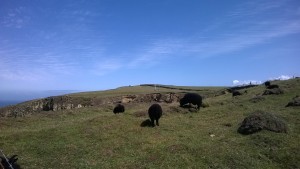 Croyde to Putsborough walk round Baggy Point