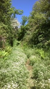 Combe Martin Hangmans Walk